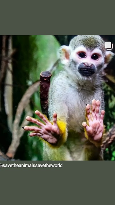 Get to know animals CIC